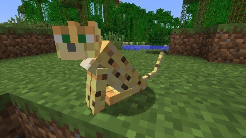 Come domare un gattopardo in Minecraft