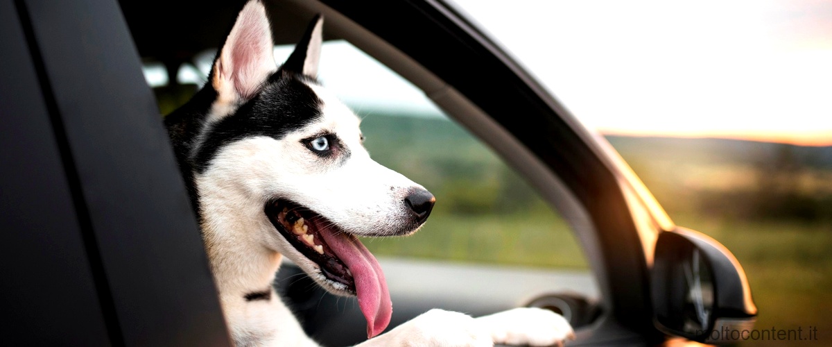 Calcolare la distanza percorsa da un cane in 3 minuti se corre a metà della velocità di un'automobile che viaggia a 40 km/h.